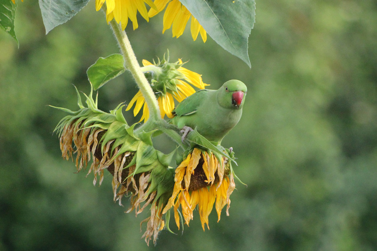 Halsbandsittich in der Sonnenblumenschaukel