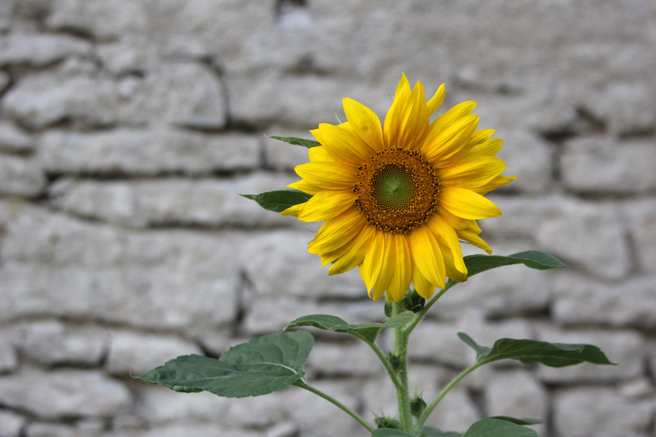 Sonnenblumen