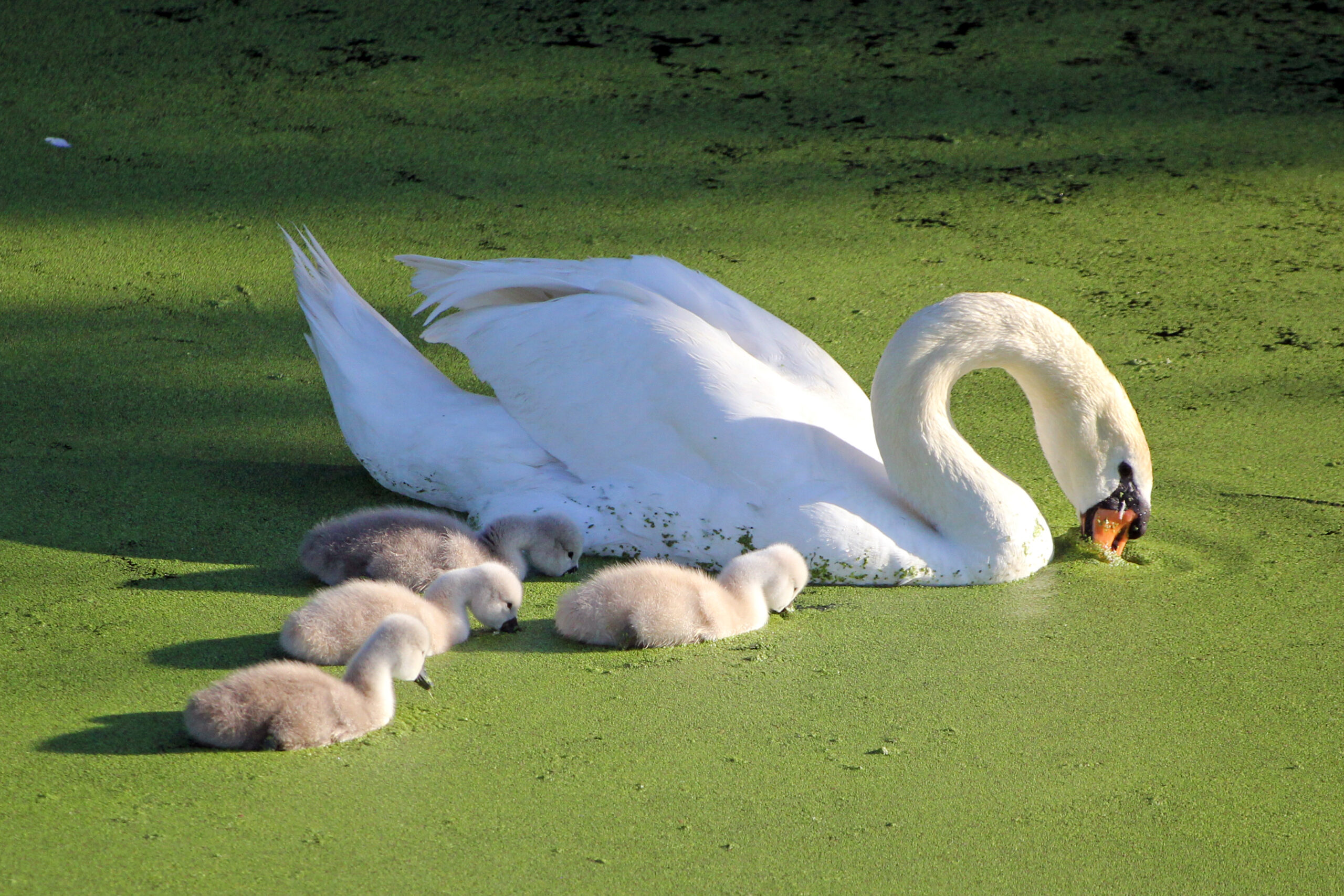 Junge Schwäne am Rhein